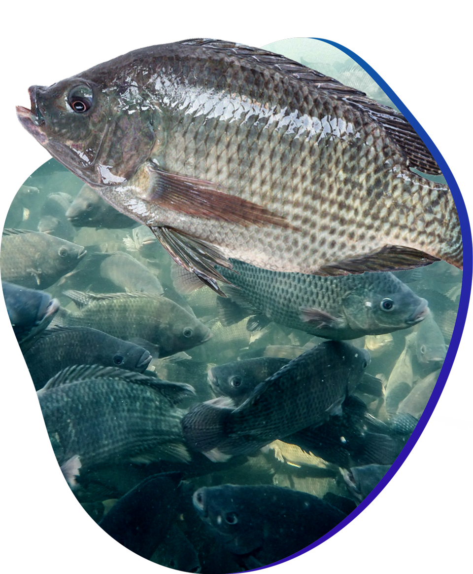 AFTAB BAHUMUKHI FARMS LTD.